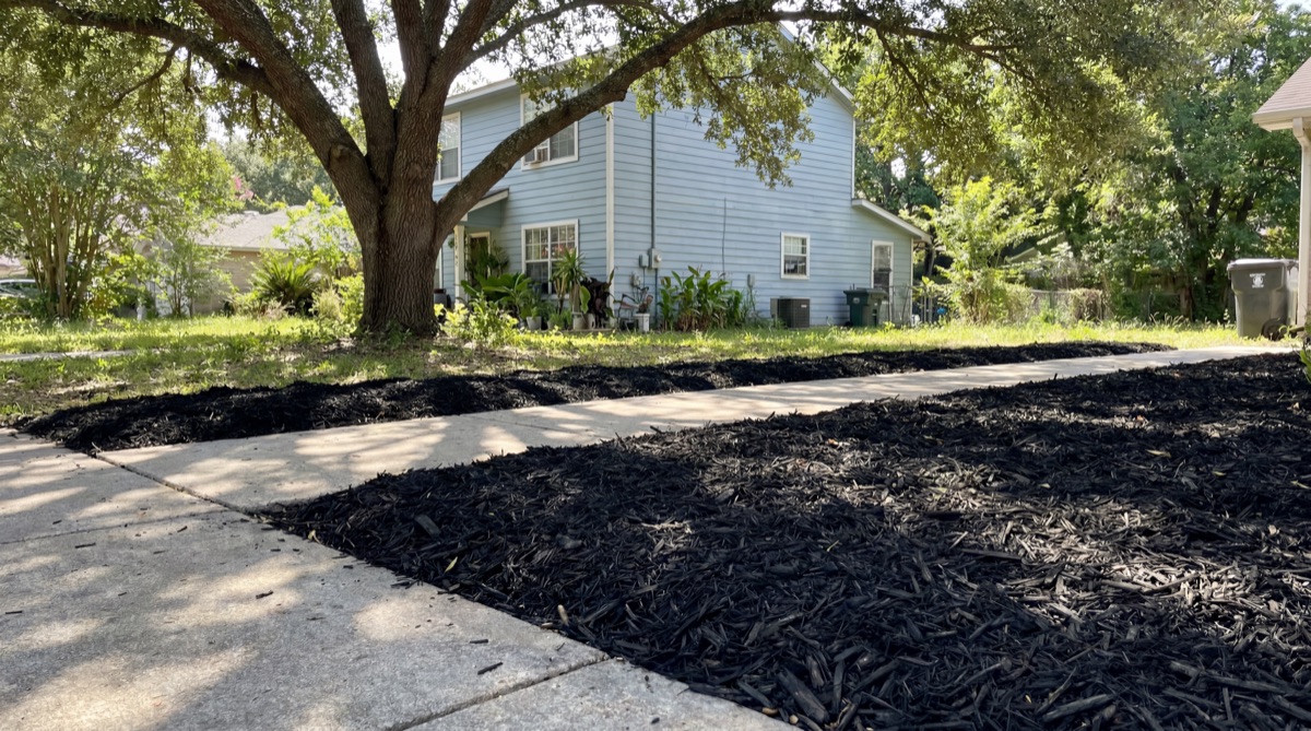 Fresh dark mulch beds under oak trees along Orlando sidewalk