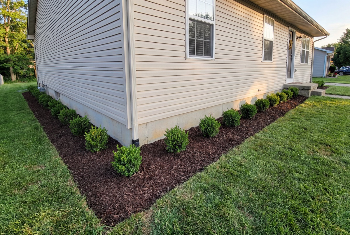 Boxwood shrubs in clean mulch beds along Orlando area home
